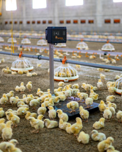 Bird weigher EasyCheck category 3